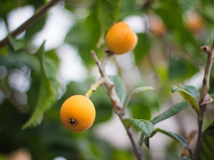 Loquat at the Hotel Servigroup Montíboli