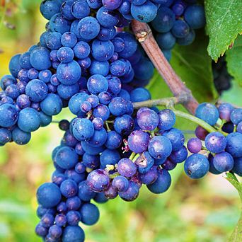 Vines of the province of Alicante