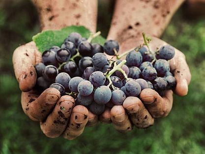 The most delicious grapes