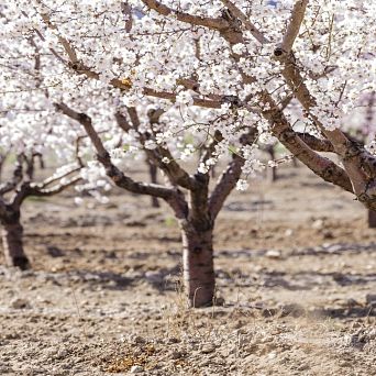 Almond blossoms in the Marina Baixa region