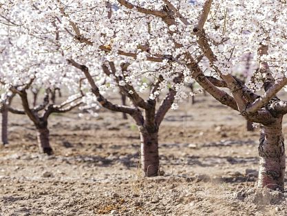 Almond blossoms in the Marina Baixa region