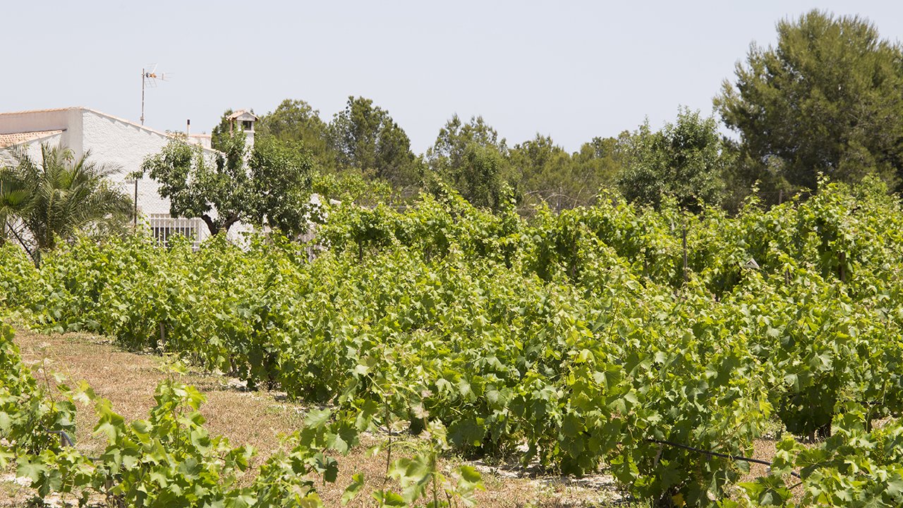 Viñedos Bodegas Enrique Mendoza